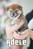 Photo №4. I will sell shiba inu in the city of Gomel. from nursery, breeder - price - 1500$