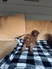 Additional photos: Toy poodle. Premium puppies.