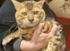 Photo №4. I will sell bengal cat in the city of Dębica. breeder - price - 1070$