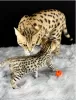 Photo №1. savannah cat - for sale in the city of Uppsala | negotiated | Announcement № 97891