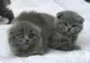 Photo №1. scottish fold - for sale in the city of Anderlecht | 211$ | Announcement № 105494