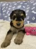 Additional photos: Airedale Terrier ZkwP/FCI puppy - female and male