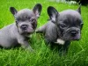 Photo №1. french bulldog - for sale in the city of Sadad | Is free | Announcement № 8474