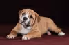 Photo №4. I will sell english bulldog in the city of Vsevolozhsk. from nursery - price - negotiated