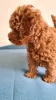 Additional photos: Toy Poodle Puppies