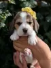 Photo №1. beagle - for sale in the city of Hightstown | 250$ | Announcement № 115043