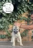 Photo №3. Turkish kangal puppies for sale. Serbia