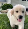 Additional photos: Healthy cute goldenretriever puppies puppies available now for sale