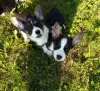 Photo №2 to announcement № 52595 for the sale of welsh corgi - buy in Russian Federation private announcement, breeder