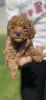 Additional photos: Little red poodle