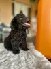 Photo №2 to announcement № 130483 for the sale of poodle (toy) - buy in France private announcement