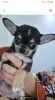 Photo №4. I will sell chihuahua in the city of Hurghada. private announcement - price - 200$