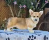 Photo №1. welsh corgi - for sale in the city of Bačka Topola | negotiated | Announcement № 118255