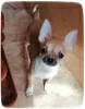 Photo №1. chihuahua - for sale in the city of Naberezhnye Chelny | 391$ | Announcement № 48365