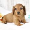 Photo №2 to announcement № 111396 for the sale of dachshund - buy in United States private announcement