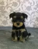 Photo №1. yorkshire terrier - for sale in the city of Novosibirsk | 338$ | Announcement № 11259