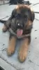 Additional photos: german shepherd puppies