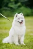 Additional photos: Samoyed puppy from Kiev kennel.