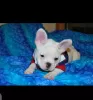 Additional photos: French Bulldog puppies for sale.