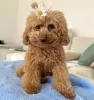 Photo №1. poodle (toy) - for sale in the city of Texas City | 500$ | Announcement № 105239