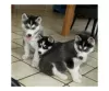 Photo №1. siberian husky - for sale in the city of Gelendzhik | 317$ | Announcement № 105501