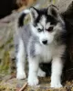 Photo №1. siberian husky - for sale in the city of Валлетта | 475$ | Announcement № 80956