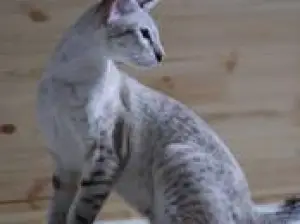 Photo №2 to announcement № 722 for the sale of oriental shorthair - buy in Belarus private announcement, breeder