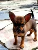 Photo №1. chihuahua - for sale in the city of Berlin | Is free | Announcement № 126338