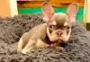 Photo №4. I will sell french bulldog in the city of Weilrod. breeder - price - 2353$