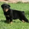 Photo №2 to announcement № 128435 for the sale of rottweiler - buy in Germany breeder