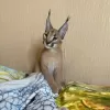 Photo №3. Adorable caracal kitten for sale locally. United States