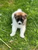 Photo №1. akita - for sale in the city of Auckland | negotiated | Announcement № 42823