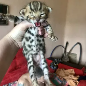 Additional photos: Bengal babies