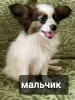 Photo №3. papillon puppies. Belarus