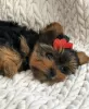 Photo №2 to announcement № 97352 for the sale of yorkshire terrier - buy in Germany private announcement