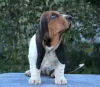 Additional photos: Basset hound