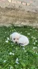 Photo №4. I will sell labrador retriever in the city of Jakovo. breeder - price - negotiated