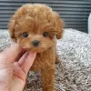 Photo №1. poodle (dwarf) - for sale in the city of Lappeenranta | Is free | Announcement № 128378