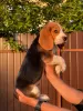 Additional photos: Adorable beagle puppy looking for his home and the most affectionate cuddles!