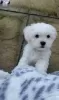 Photo №1. maltese dog - for sale in the city of Šiauliai | 423$ | Announcement № 127612