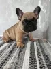 Additional photos: French Bulldog puppies