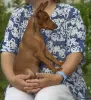 Photo №2 to announcement № 22203 for the sale of miniature pinscher - buy in Belarus private announcement