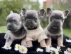 Additional photos: Blue French Bulldog