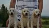 Photo №3. Labrador retrievers. Serbia