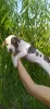 Photo №2 to announcement № 65025 for the sale of american staffordshire terrier - buy in France breeder