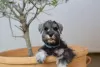 Additional photos: Miniature Schnauzer pepper and salt