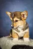 Photo №2 to announcement № 9074 for the sale of welsh corgi - buy in Ukraine private announcement, from nursery, breeder