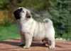 Photo №2 to announcement № 17286 for the sale of pug - buy in Australia 