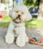 Photo №3. Toy Poodle. Germany