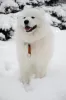 Additional photos: It is proposed to mate a Samoyed male.